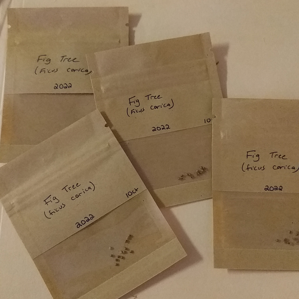 Fig Tree Seeds - Picture 3 of 4